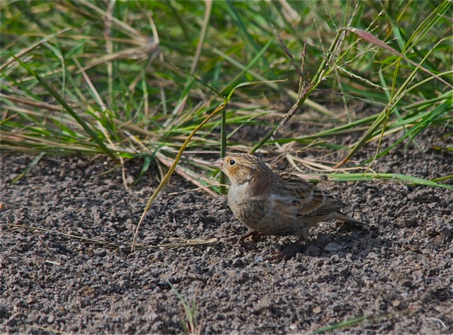 Chestnut-collared Longspur