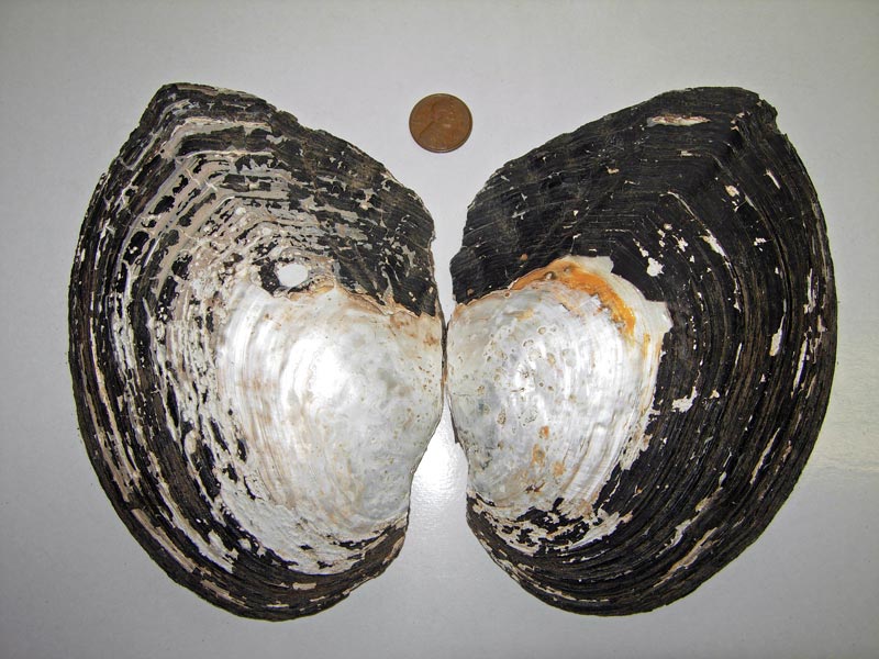 White Heelsplitter (Lasmigona c. complanata