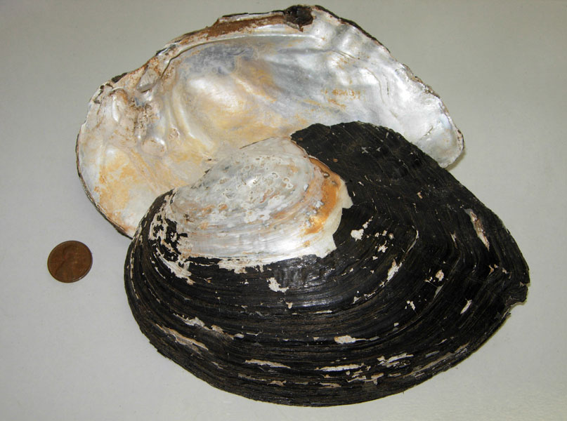 White Heelsplitter (Lasmigona c. complanata)