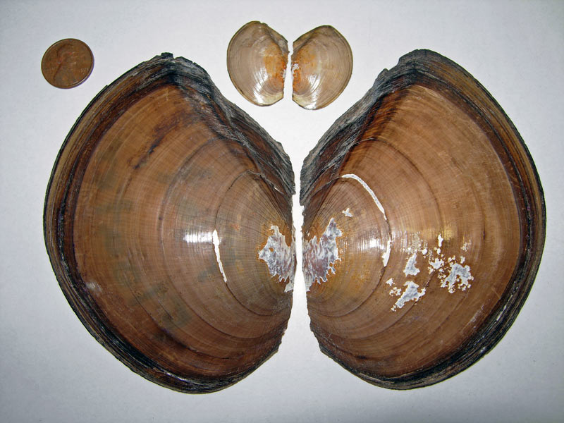 Flat Floater (Anodonta suborbiculata)