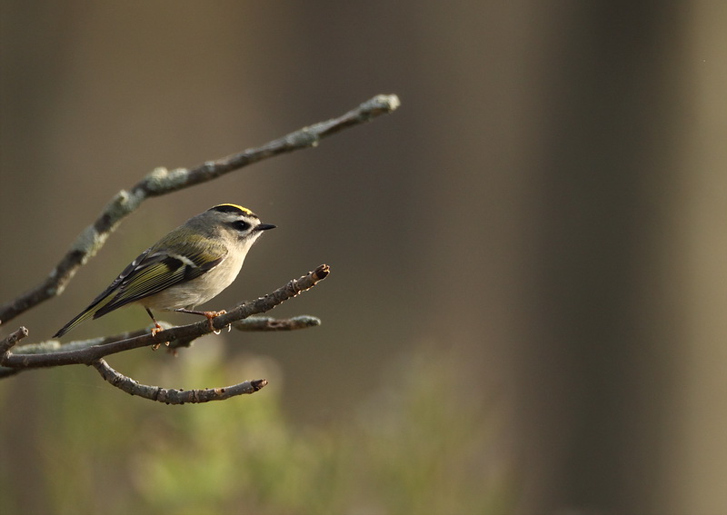 golden-crowned kinglet -- roitelet a couronne doree