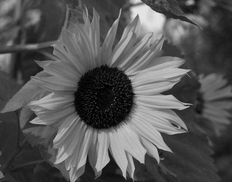 Black and White Sunflower