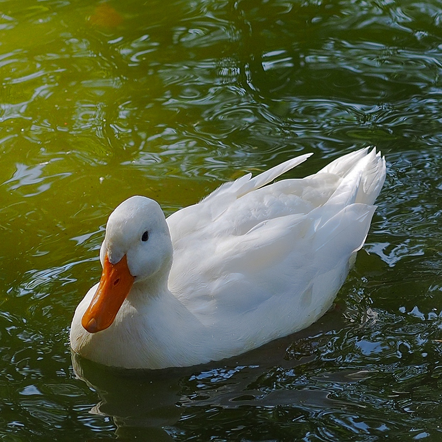 Blondie the White Mallard 