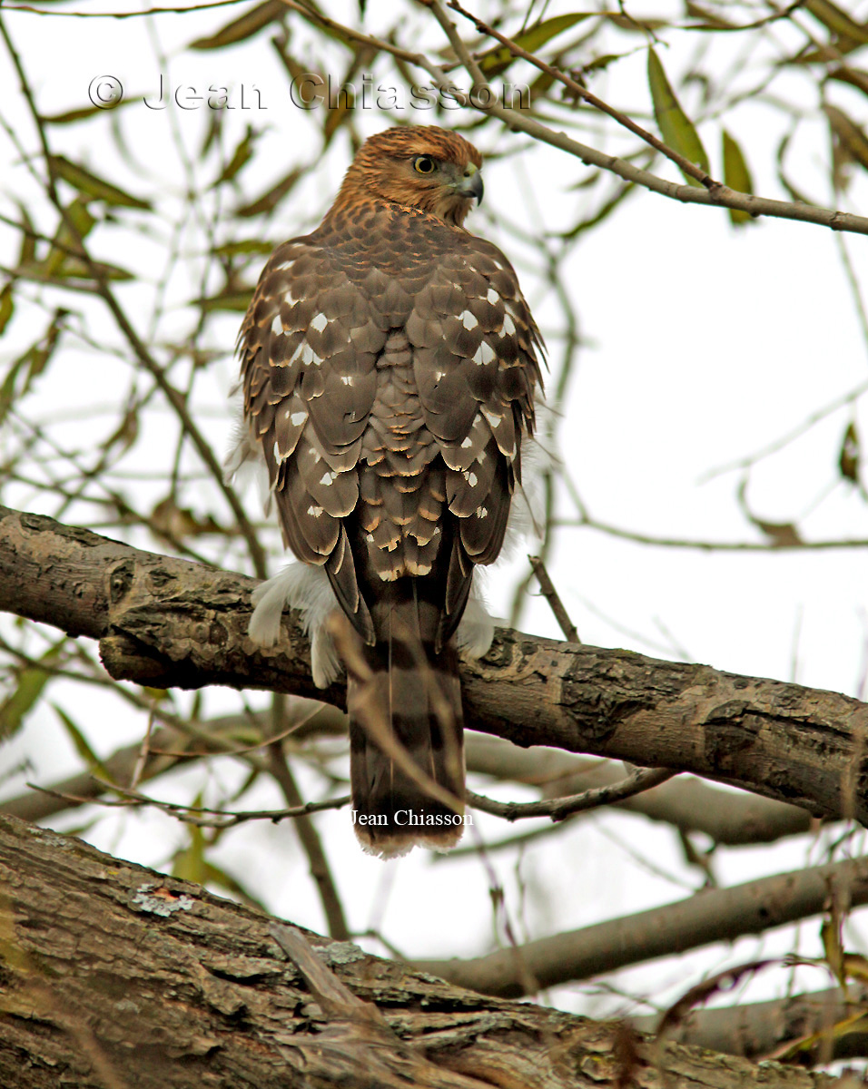 pervier de Cooper (Coopers Hawk
