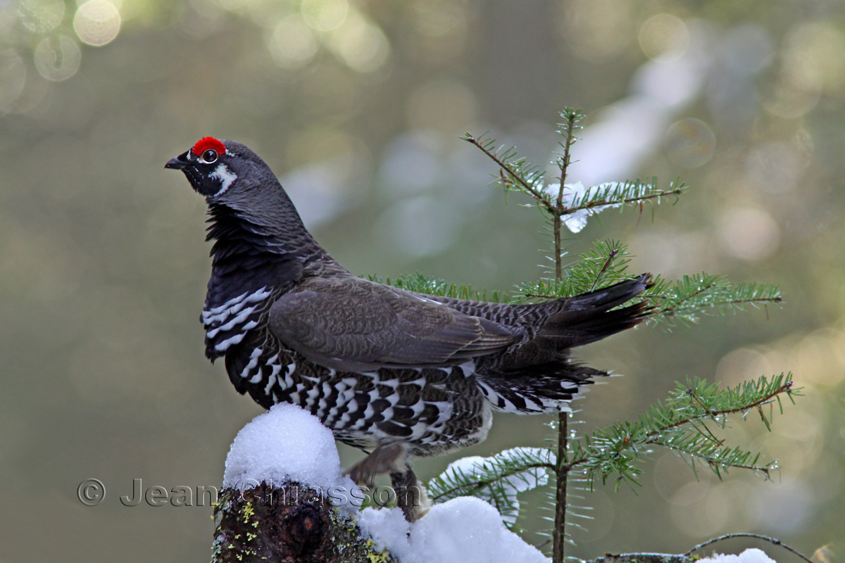 Ttras du Canada /Spruce Grouse 38 - 43 cm