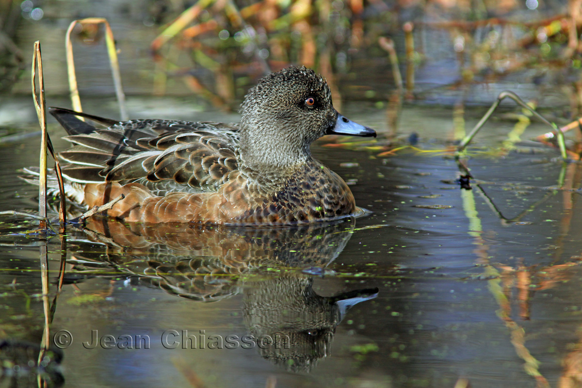 Canard Damrique Femelle / American Wigeon - 48 - 58 cm