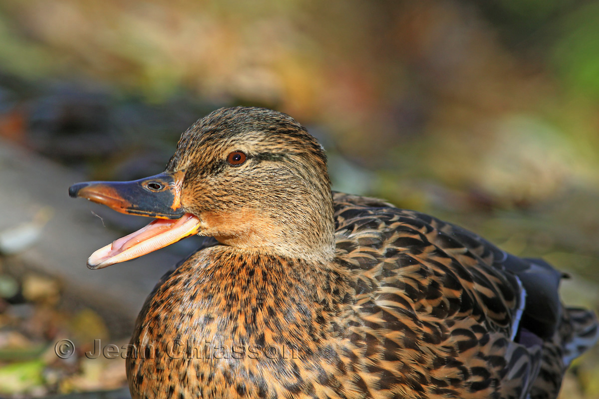  Canard Colverts ( Mallard Female )