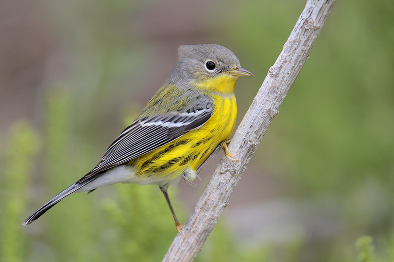 Magnolia Warbler