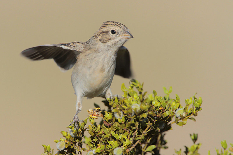 Brewers Sparrow