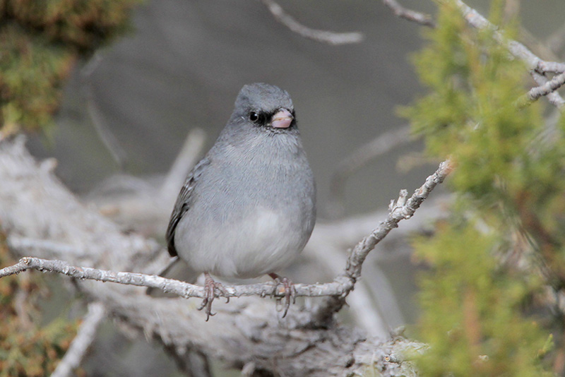 Dark-eyed Junco