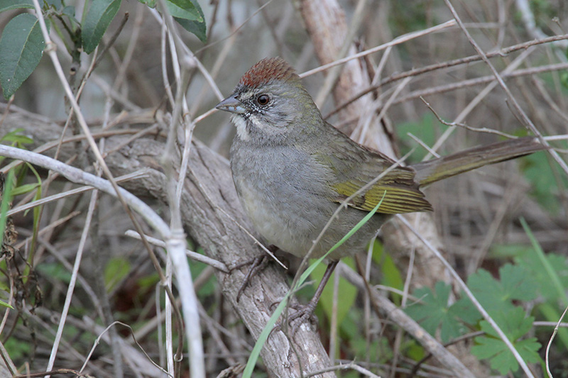 Green-tailed Towhee