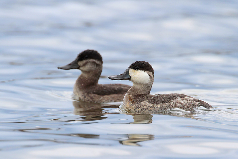 Ruddy Duck