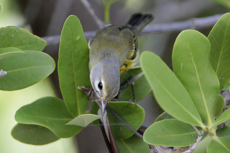 Prairie Warbler