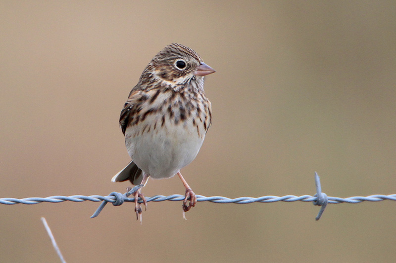 Vesper Sparrow