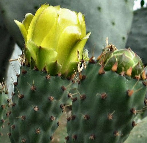 Opuntia ficus-indica- Prikly Pear .JPG