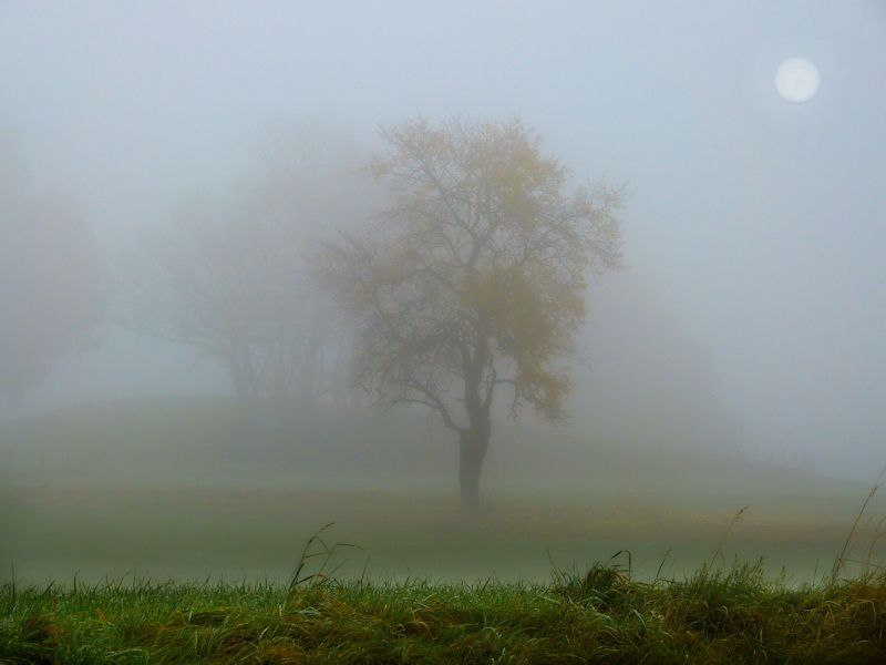 Ghosts of lost trees