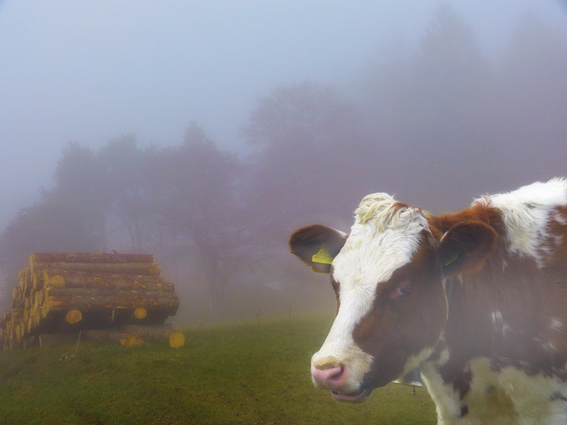 Draw me a cow in the fog