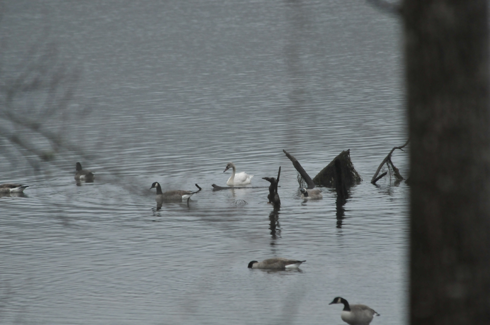 Tundra Swan with Canada Geese