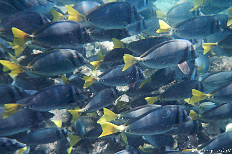 Snorkelling_11-10-22_1149.JPG