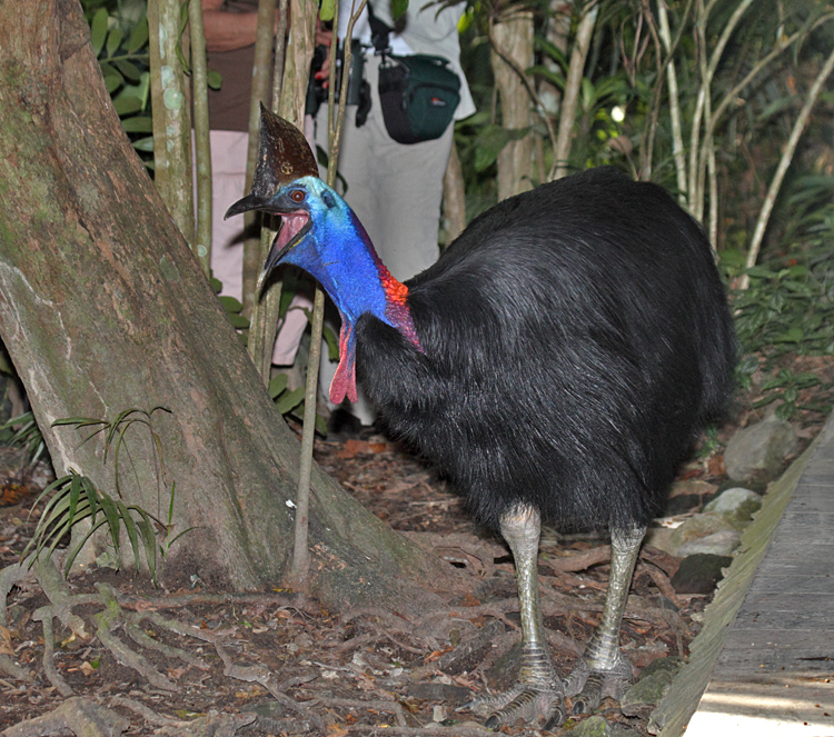 Southern Cassowary