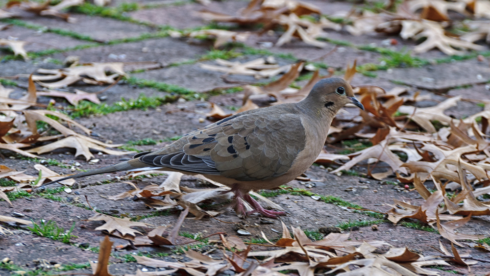 Mourning Dove