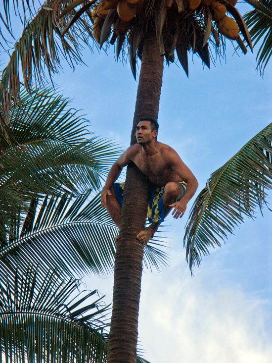 Samoa The Art of Climbing a Coconut Tree photo Lionel Yearwood