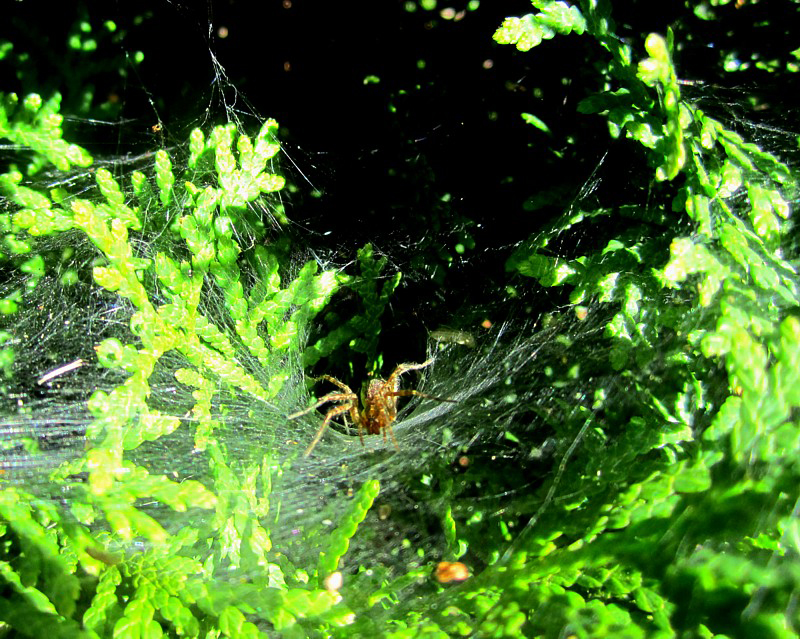 L'araigne sur fond vert