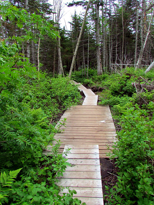 sentier de bois