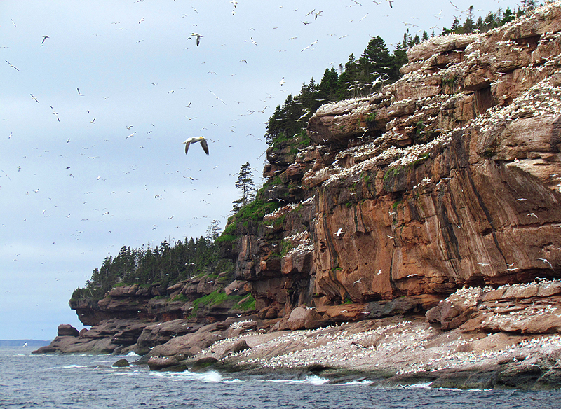 Gannets full sky