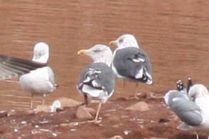Lesser Black-backed Gull - two adults together