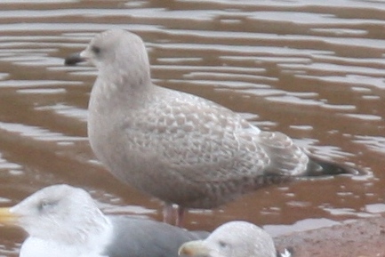 1st cycle Thayer's Gull