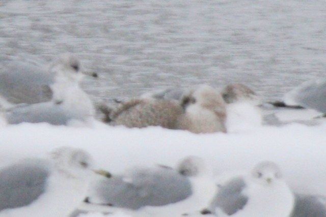 Mystery Gull AA