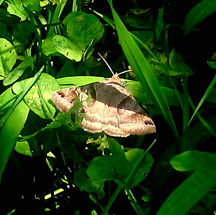 Forage Looper Moth