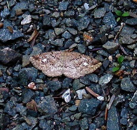 White-spotted Homochlodes Moth, 6811, H, Lactispargaria