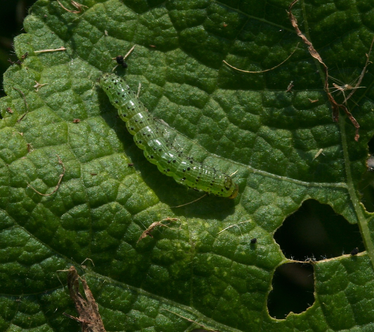 Larva on Hollyhock, sawfly