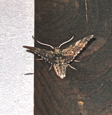 Carolina Sphinx, Manduca sexta