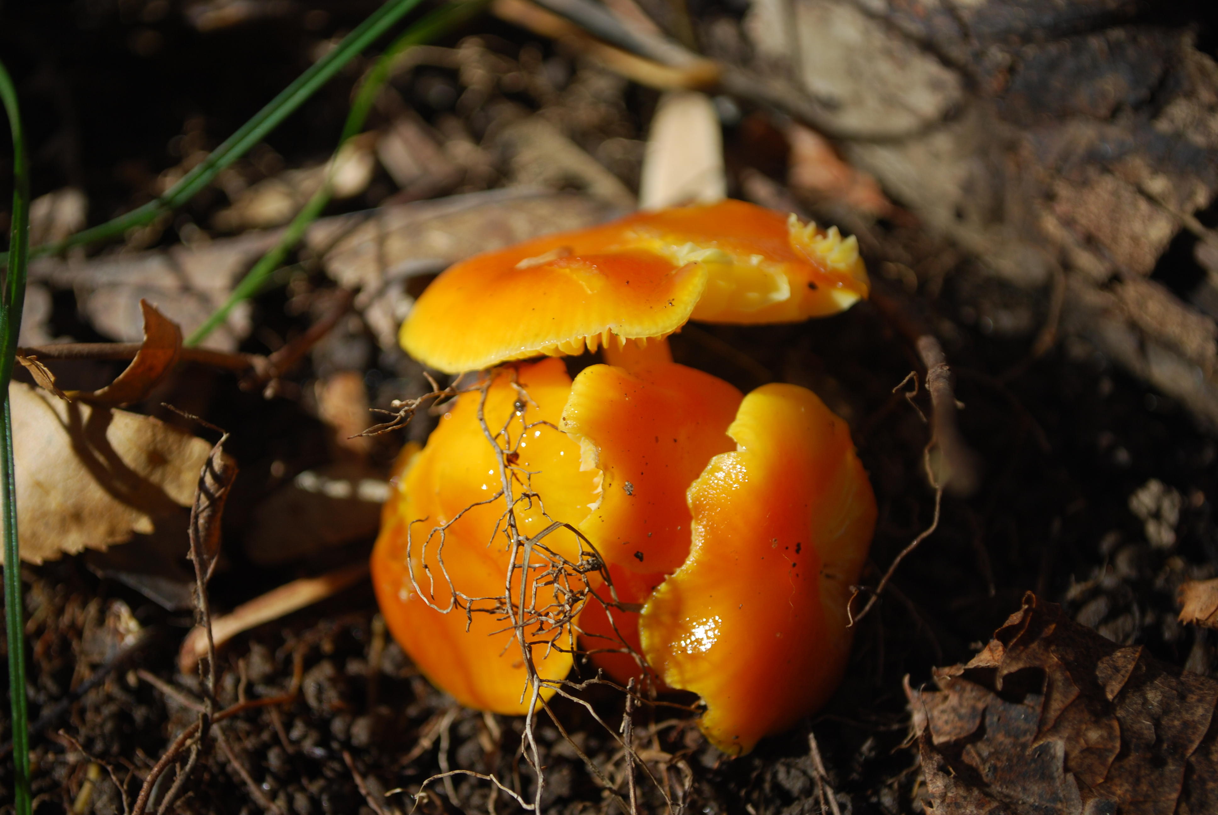 Hygrocybe sp. 0074.JPG