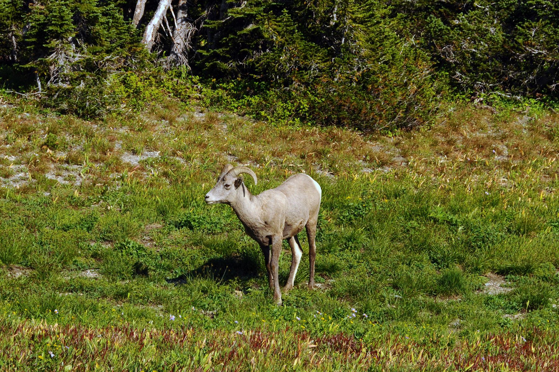 Glacier NP Vistor Center View  Big Horn Sheep.jpg