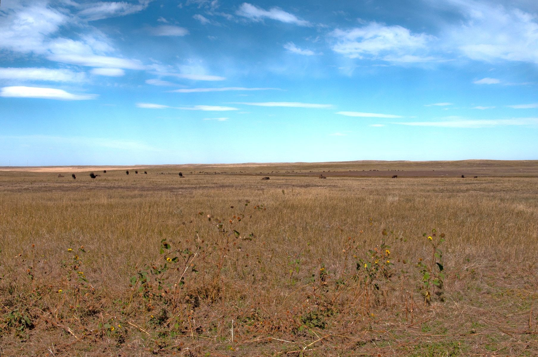 Badlands SD Buffalo Herd.jpg
