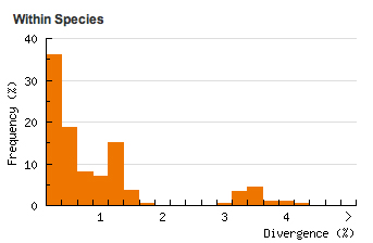 Emmelina monodactyla - DNA Divergence