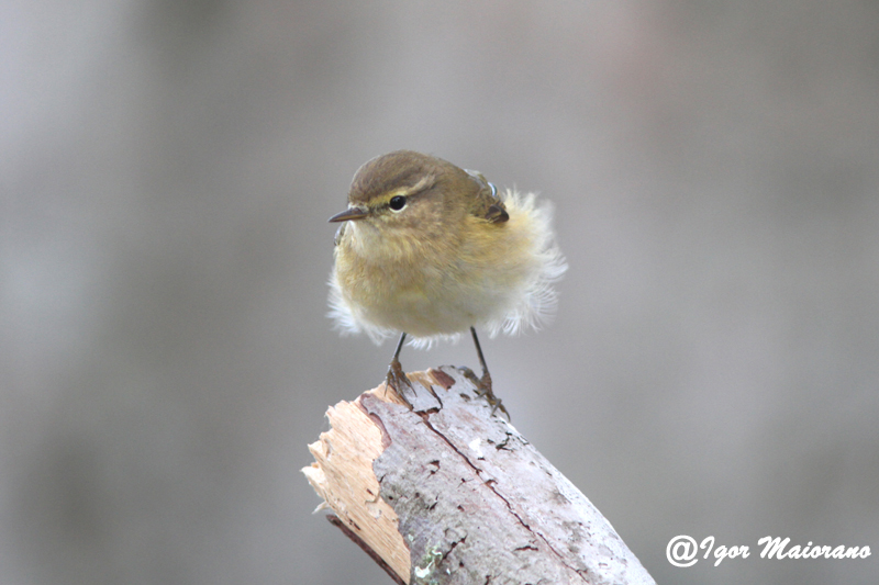 Lu piccolo (Phylloscopus collybita - Chiffchaff)
