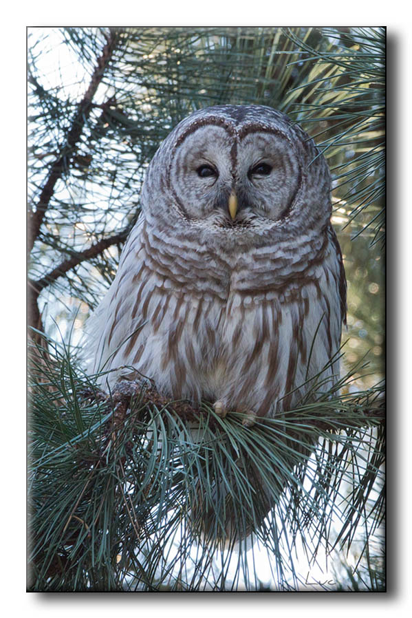 Chouette Raye - Barred Owl - Strix varia