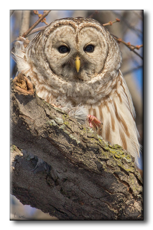 Chouette raye - Barred Owl - Strix varia