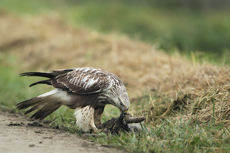 Ruigpootbuizerd