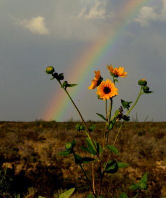 Texas sunflower.JPG
