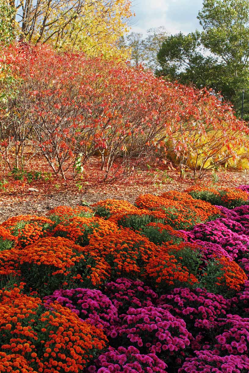 Autumn Arrangement