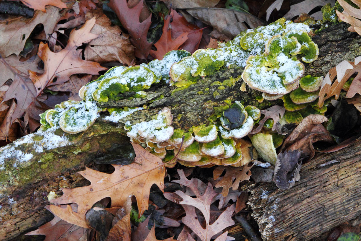 Holiday Fungus