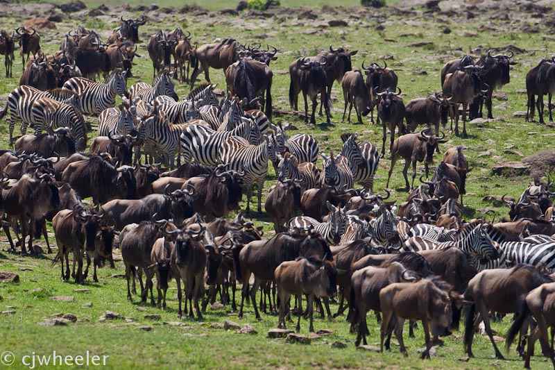 Wildebeest gathering for a possible crossing
