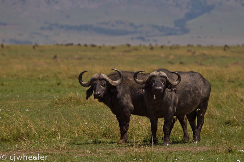 Cape buffalo