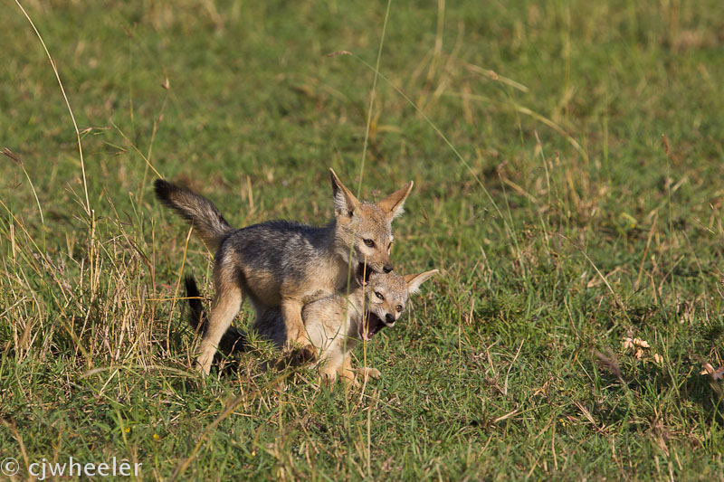 Black backed jackals fighting over a horn